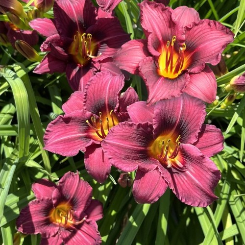 Hemerocallis 'Plum Perfect' - Päevaliilia 'Plum Perfect' C1,5/1,5L